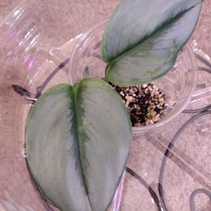 Scindapsus Treubii "Moonlight"